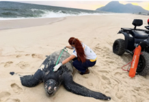 Tartaruga-de-couro de 200 kg morre em Itaipuaçu e exames fazem alerta sobre o plástico nos oceanos