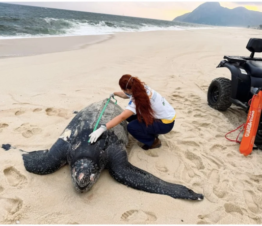 Tartaruga-de-couro de 200 kg morre em Itaipuaçu e exames fazem alerta sobre o plástico nos oceanos