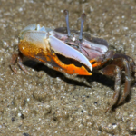 Manguezais no estuário do rio das Pérolas
