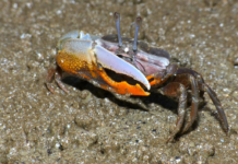 Manguezais no estuário do rio das Pérolas