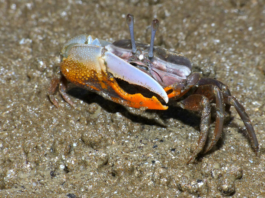 Manguezais no estuário do rio das Pérolas