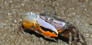 Manguezais no estuário do rio das Pérolas
