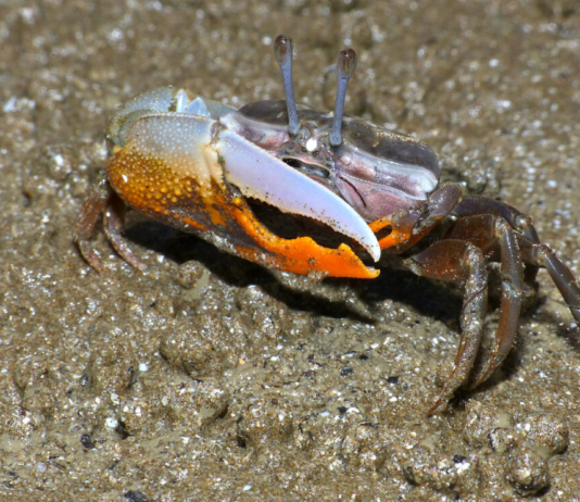 Manguezais no estuário do rio das Pérolas