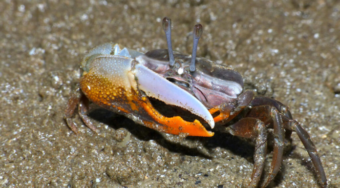 Manguezais no estuário do rio das Pérolas