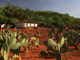Brasil apresenta meta para Neutralidade da Degradação da Terra durante COP 17, na Mongólia