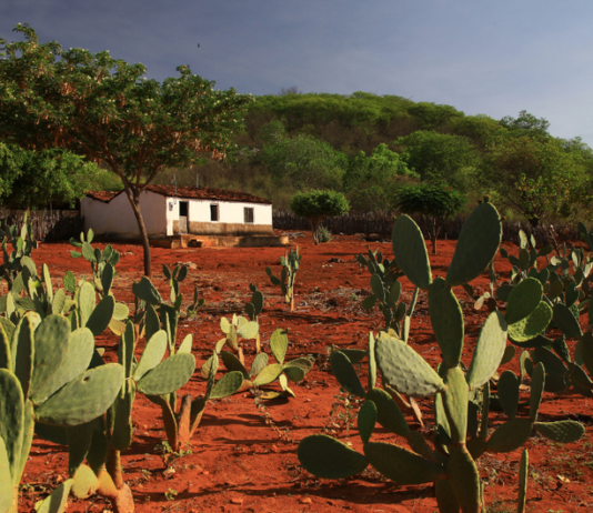 Brasil apresenta meta para Neutralidade da Degradação da Terra durante COP 17, na Mongólia