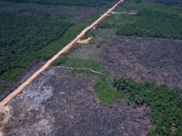 Desmatamento na Amazônia cai 36,87% no último ano