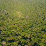 Por que conscientizar as crianças sobre a preservação da Amazônia?