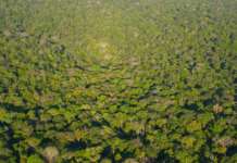 Por que conscientizar as crianças sobre a preservação da Amazônia?