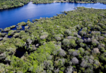 Desmatamento em áreas protegidas da Amazônia e do Cerrado tem queda