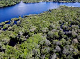Desmatamento em áreas protegidas da Amazônia e do Cerrado tem queda