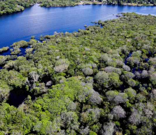 Desmatamento em áreas protegidas da Amazônia e do Cerrado tem queda