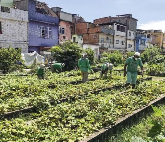 Nova lei prioriza plantio de árvores nas favelas do Rio para combater calor extremo